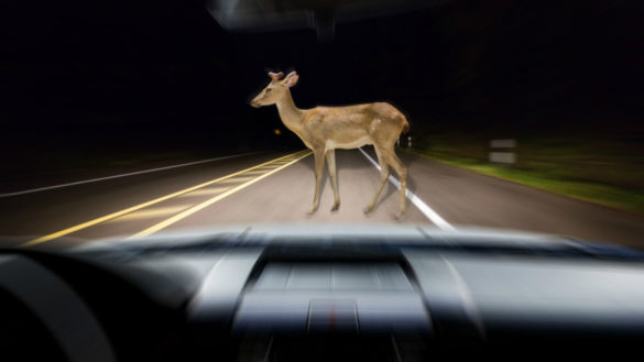 hit-deer-in-rental-car