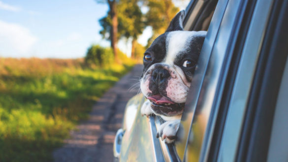 pet-friendly-rental-car