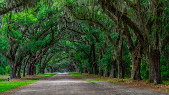 car rentals in Georgia
